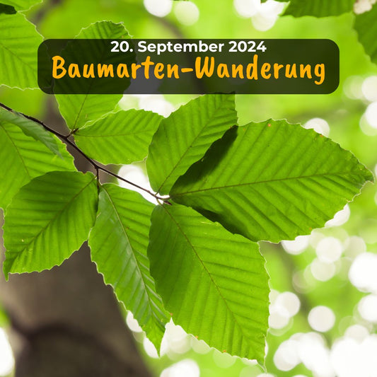 Baumarten-Wanderung mit Jowi am 20. September 2024